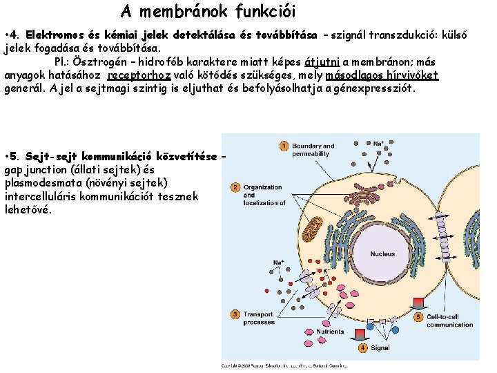 A membránok funkciói • 4. Elektromos és kémiai jelek detektálása és továbbítása – szignál