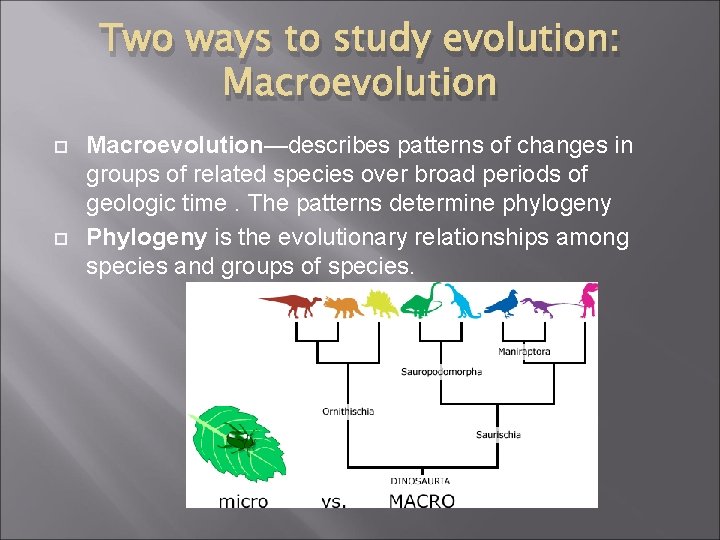 Two ways to study evolution: Macroevolution—describes patterns of changes in groups of related species