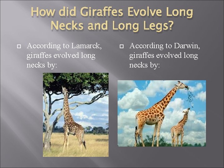 How did Giraffes Evolve Long Necks and Long Legs? According to Lamarck, giraffes evolved