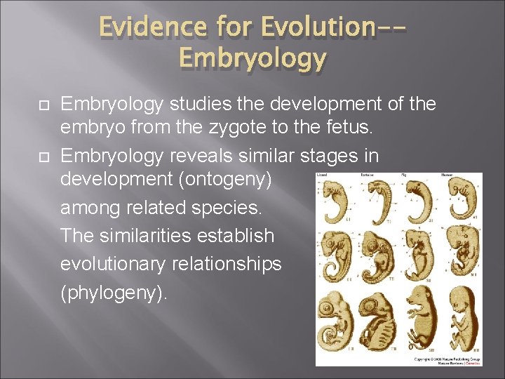 Evidence for Evolution-Embryology studies the development of the embryo from the zygote to the