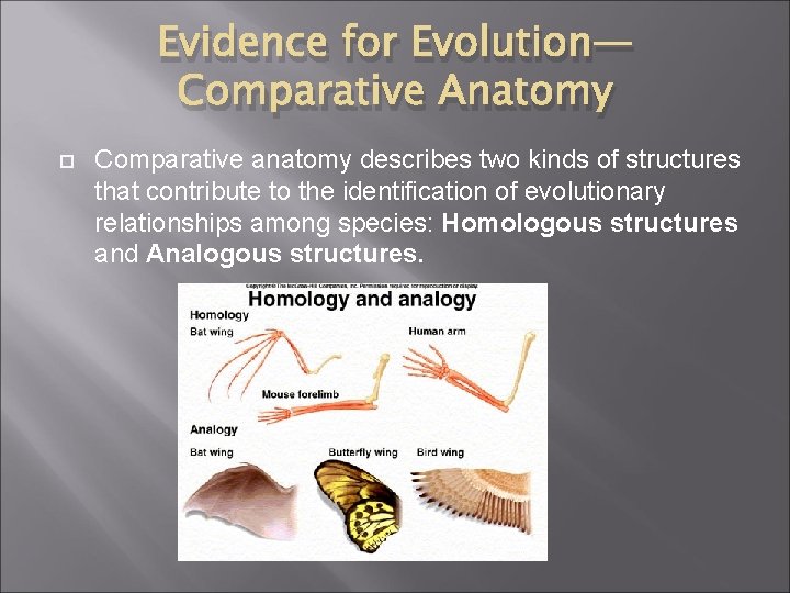 Evidence for Evolution— Comparative Anatomy Comparative anatomy describes two kinds of structures that contribute