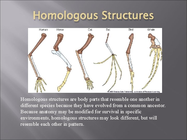 Homologous Structures Homologous structures are body parts that resemble one another in different species