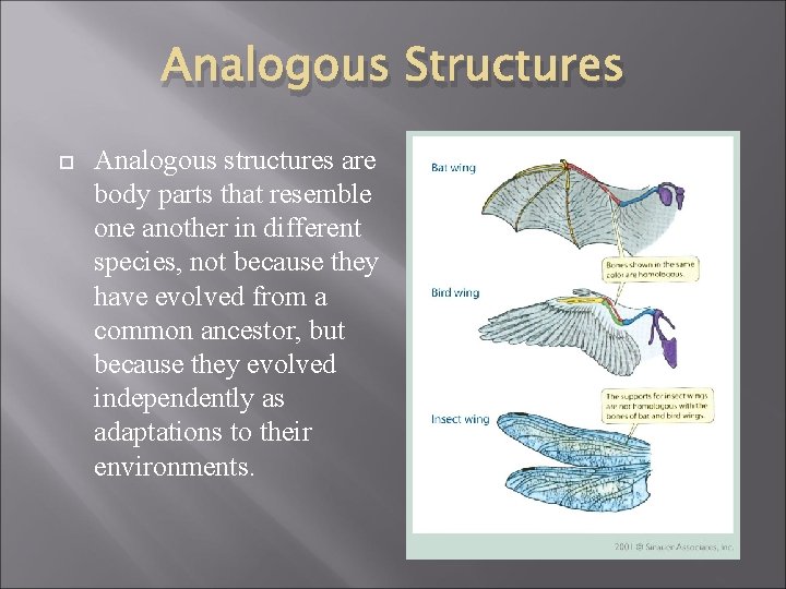 Analogous Structures Analogous structures are body parts that resemble one another in different species,