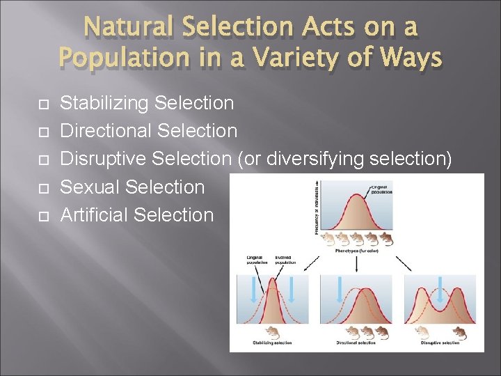 Natural Selection Acts on a Population in a Variety of Ways Stabilizing Selection Directional