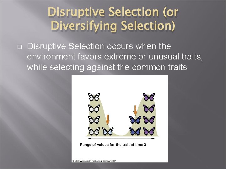 Disruptive Selection (or Diversifying Selection) Disruptive Selection occurs when the environment favors extreme or