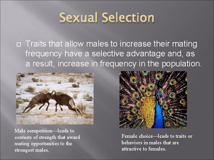 Sexual Selection Traits that allow males to increase their mating frequency have a selective