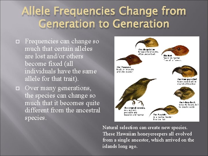 Allele Frequencies Change from Generation to Generation Frequencies can change so much that certain