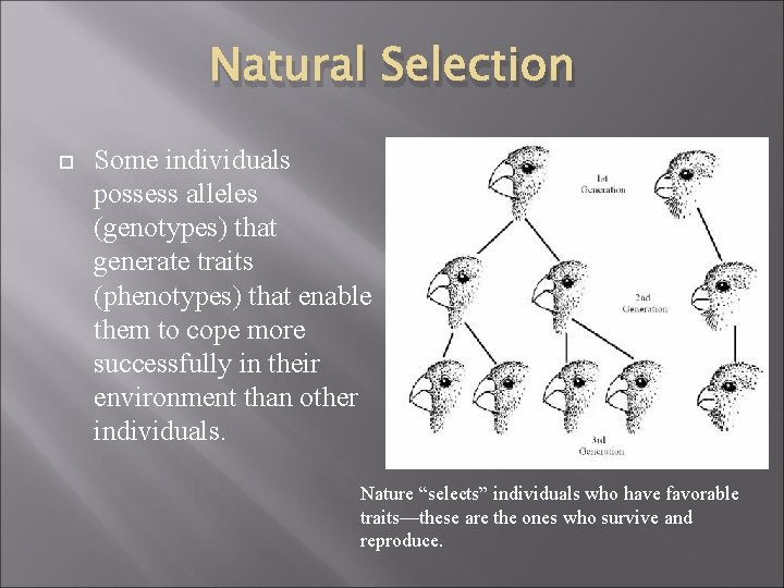 Natural Selection Some individuals possess alleles (genotypes) that generate traits (phenotypes) that enable them