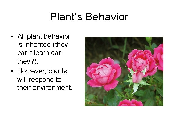 Plant’s Behavior • All plant behavior is inherited (they can’t learn can they? ). Plant’s Behavior • All plant behavior is inherited (they can’t learn can they? ).
