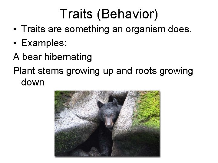 Traits (Behavior) • Traits are something an organism does. • Examples: A bear hibernating Traits (Behavior) • Traits are something an organism does. • Examples: A bear hibernating