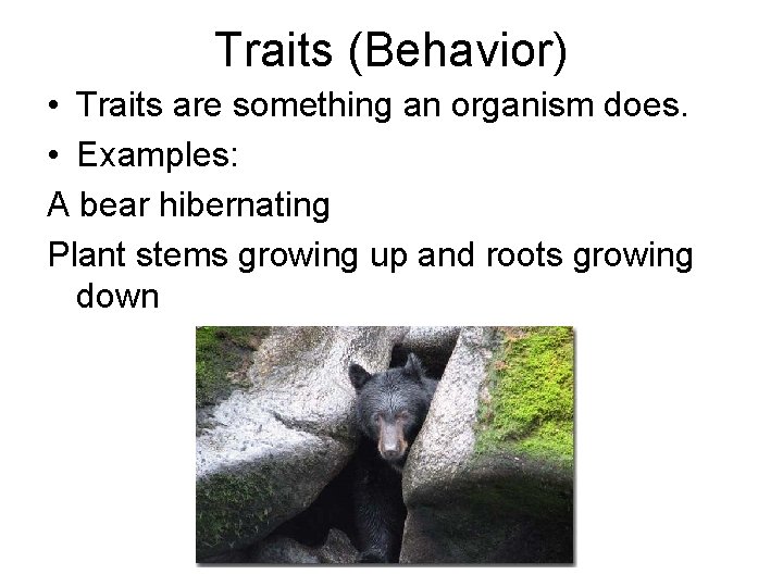 Traits (Behavior) • Traits are something an organism does. • Examples: A bear hibernating