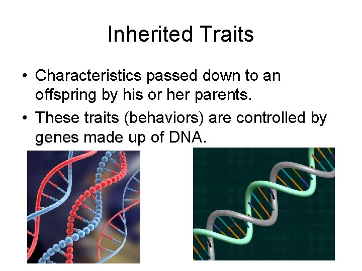 Inherited Traits • Characteristics passed down to an offspring by his or her parents. Inherited Traits • Characteristics passed down to an offspring by his or her parents.