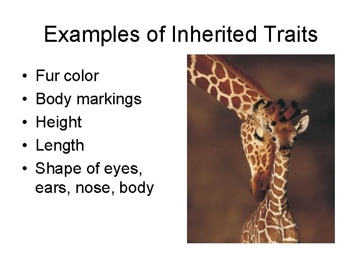 Examples of Inherited Traits • • • Fur color Body markings Height Length Shape