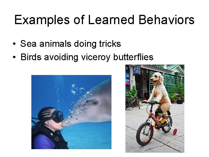 Examples of Learned Behaviors • Sea animals doing tricks • Birds avoiding viceroy butterflies