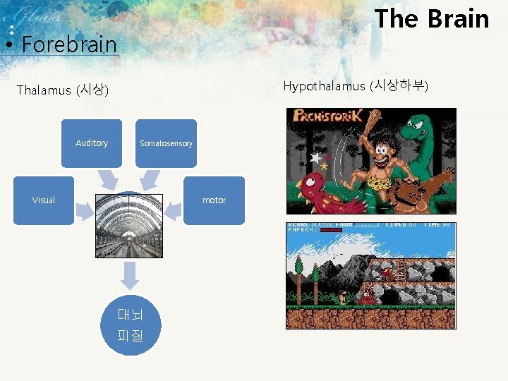 The Brain • Forebrain Hypothalamus (시상하부) Thalamus (시상) Auditory Somatosensory Visual motor 시상 대뇌