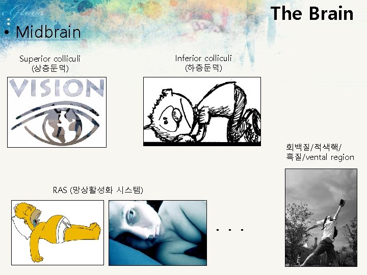 The Brain • Midbrain Superior colliculi (상층둔덕) Inferior colliculi (하층둔덕) 회백질/적색핵/ 흑질/vental region RAS