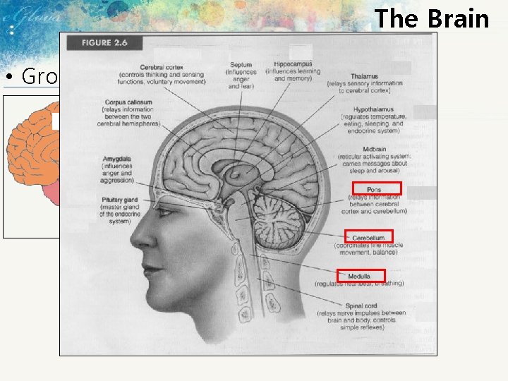 The Brain • Gross Anatomy of the Brain Medulla oblongata (연수) Pons (뇌교) Cerebellum