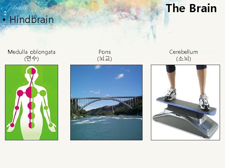 The Brain • Hindbrain Medulla oblongata (연수) Pons (뇌교) Cerebellum (소뇌) 