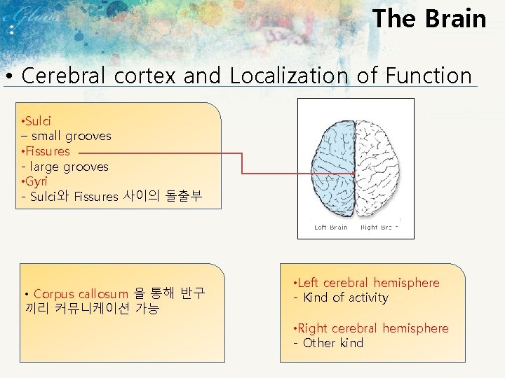 The Brain • Cerebral cortex and Localization of Function • Sulci – small grooves