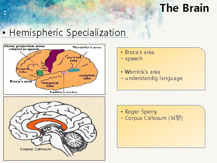 The Brain • Hemispheric Specialization • Broca’s area – speech • Wernick’s area –
