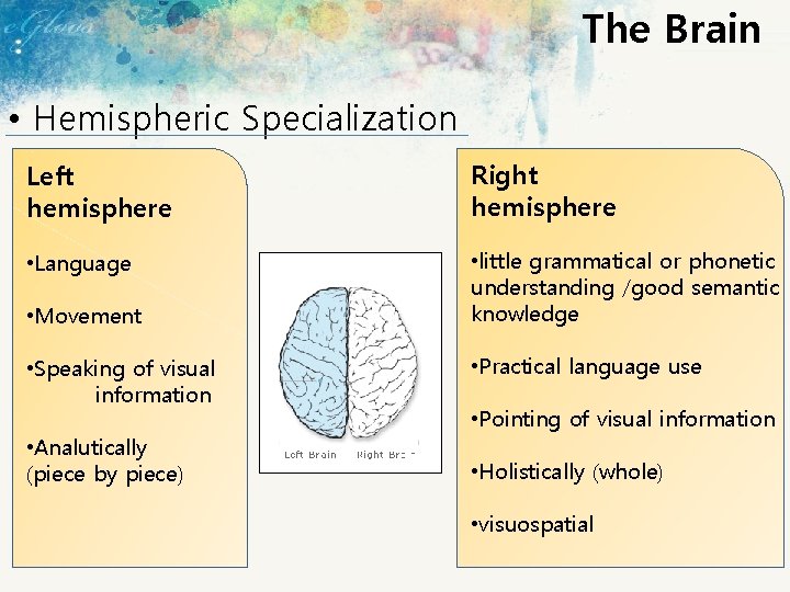 The Brain • Hemispheric Specialization Left hemisphere Right hemisphere • Language • little grammatical