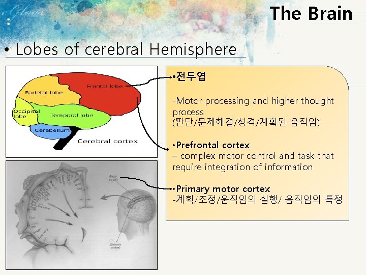 The Brain • Lobes of cerebral Hemisphere • 전두엽 -Motor processing and higher thought