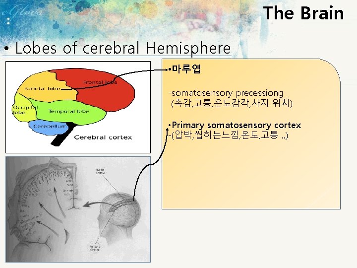 The Brain • Lobes of cerebral Hemisphere • 마루엽 -somatosensory precessiong (촉감, 고통, 온도감각,