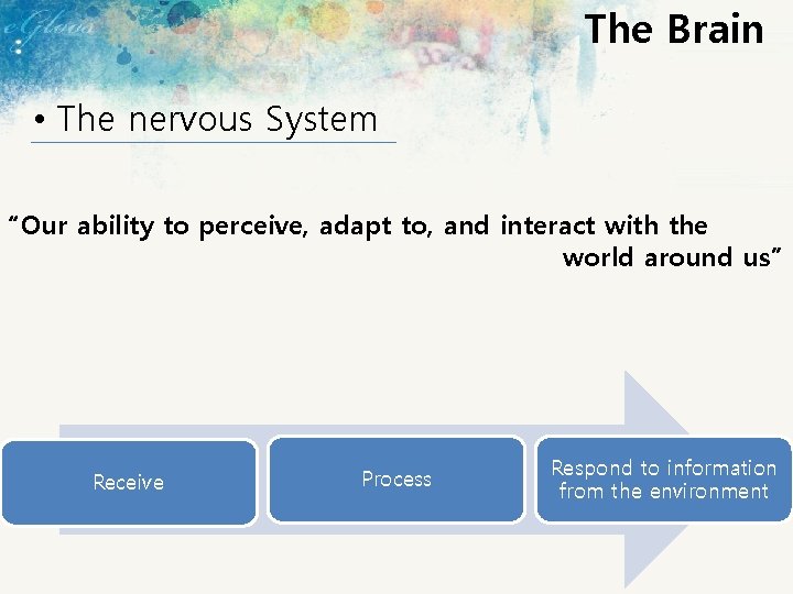 The Brain • The nervous System “Our ability to perceive, adapt to, and interact