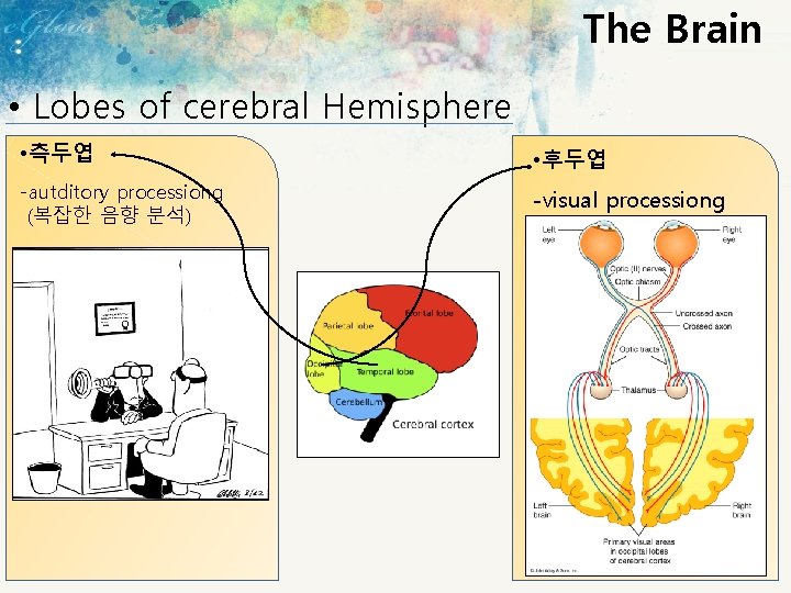 The Brain • Lobes of cerebral Hemisphere • 측두엽 • 후두엽 -autditory processiong (복잡한