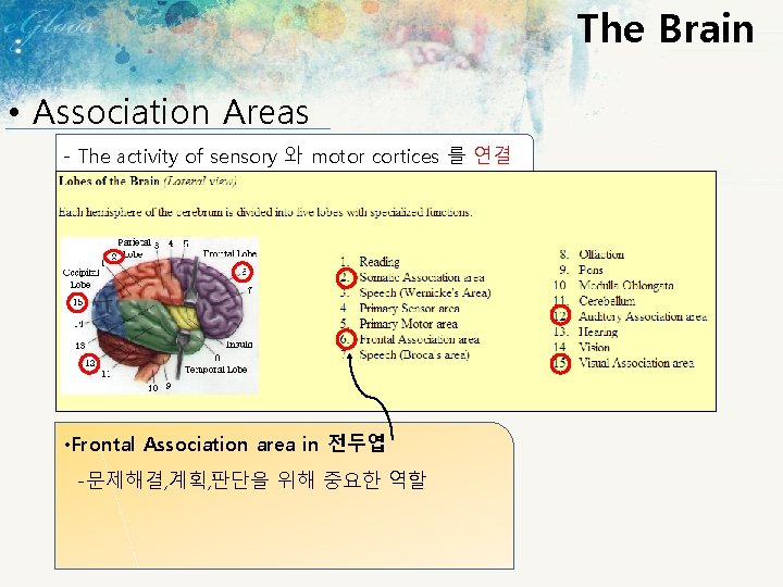 The Brain • Association Areas - The activity of sensory 와 motor cortices 를