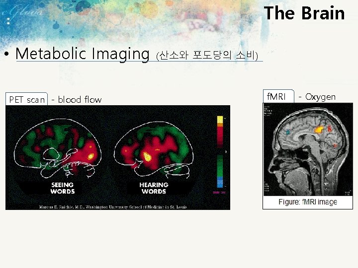 The Brain • Metabolic Imaging PET scan - blood flow (산소와 포도당의 소비) f.