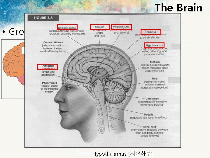 The Brain • Gross Anatomy of the Brain Cerebral cortex (대뇌피질) Basal ganglia (대뇌핵)