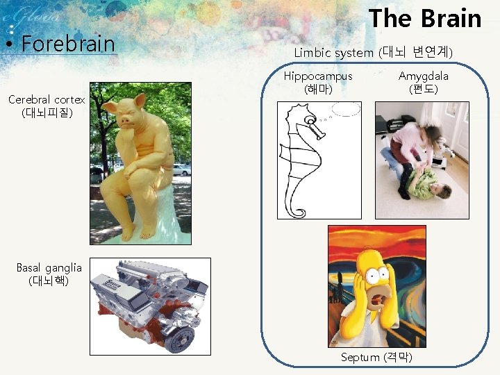  • Forebrain Cerebral cortex (대뇌피질) The Brain Limbic system (대뇌 변연계) Hippocampus (해마)