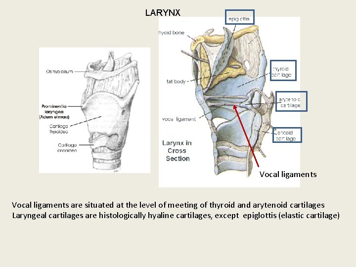 LARYNX Vocal ligaments are situated at the level of meeting of thyroid and arytenoid