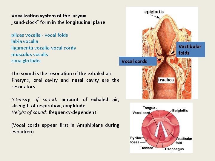 Vocalization system of the larynx: „sand-clock” form in the longitudinal plane plicae vocalia -