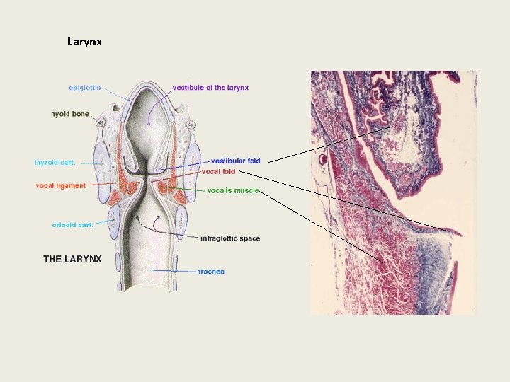 Larynx 