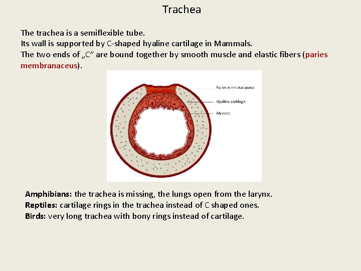 Trachea The trachea is a semiflexible tube. Its wall is supported by C-shaped hyaline