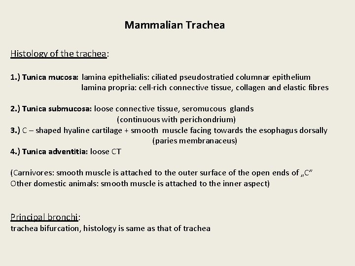 Mammalian Trachea Histology of the trachea: 1. ) Tunica mucosa: lamina epithelialis: ciliated pseudostratied