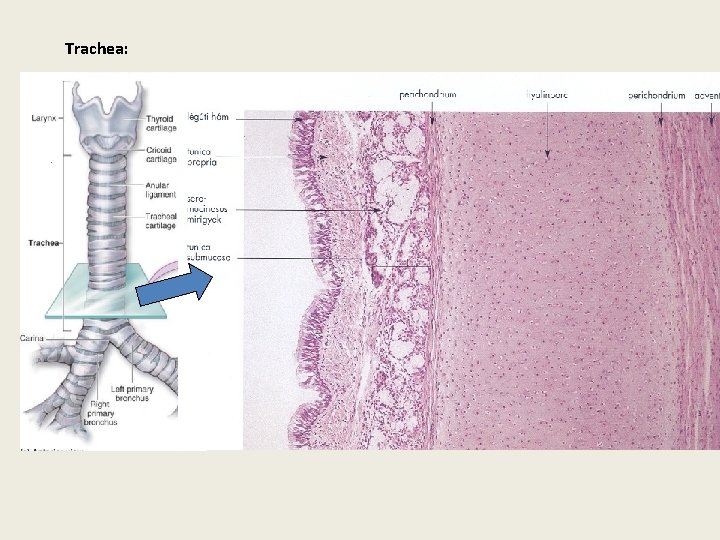 Trachea: 