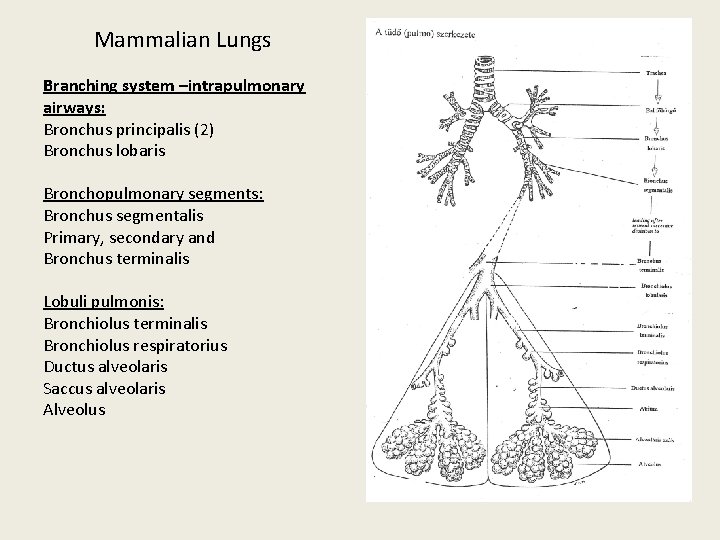 Mammalian Lungs Branching system –intrapulmonary airways: Bronchus principalis (2) Bronchus lobaris Bronchopulmonary segments: Bronchus