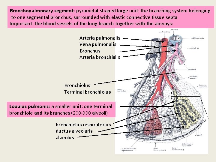 Bronchopulmonary segment: pyramidal-shaped large unit: the branching system belonging to one segmental bronchus, surrounded