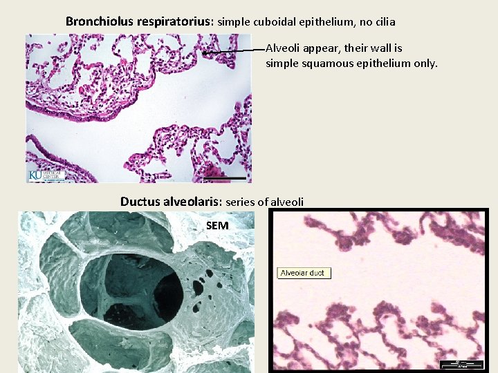 Bronchiolus respiratorius: simple cuboidal epithelium, no cilia Alveoli appear, their wall is simple squamous