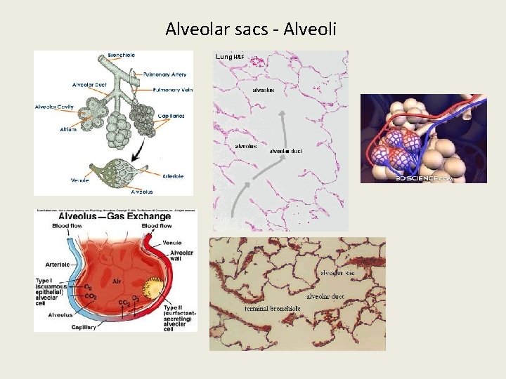 Alveolar sacs - Alveoli 