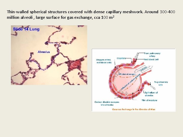 Thin-walled spherical structures covered with dense capillary meshwork. Around 300 -400 million alveoli ,