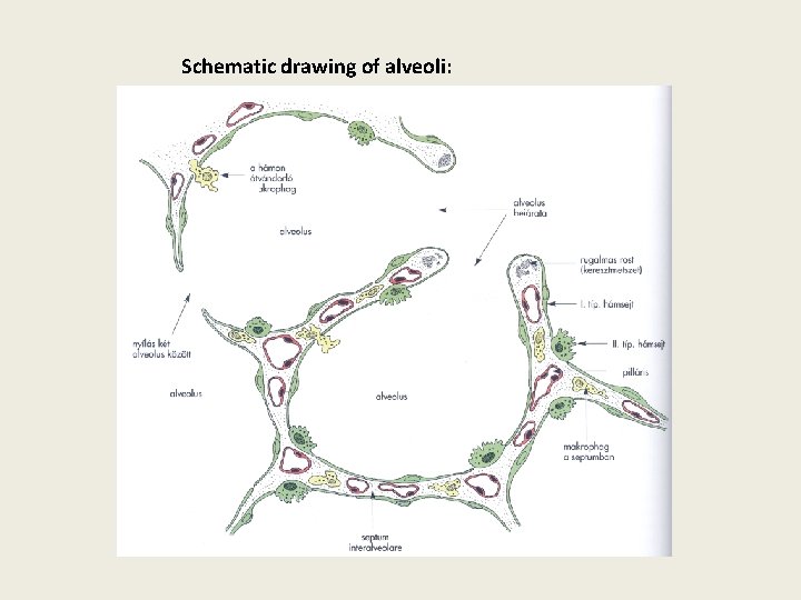 Schematic drawing of alveoli: 