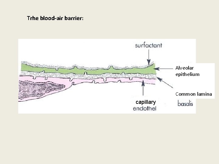 Trhe blood-air barrier: Alveolar epithelium Common lamina capillary 