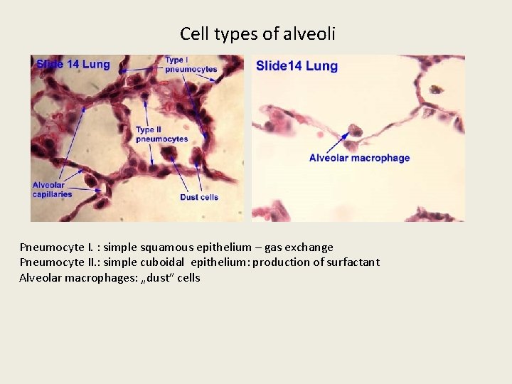 Cell types of alveoli Pneumocyte I. : simple squamous epithelium – gas exchange Pneumocyte