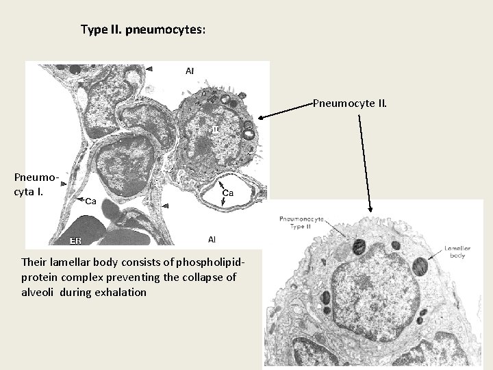 Type II. pneumocytes: Pneumocyte II. Pneumocyta I. Their lamellar body consists of phospholipidprotein complex