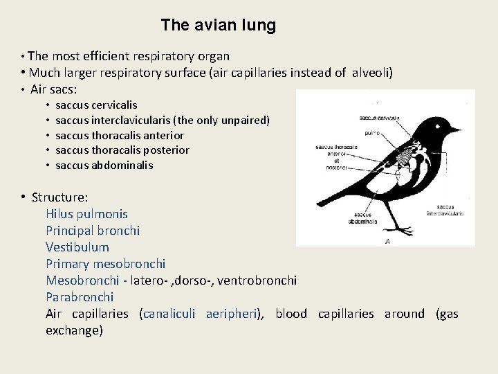 The avian lung • The most efficient respiratory organ • Much larger respiratory surface