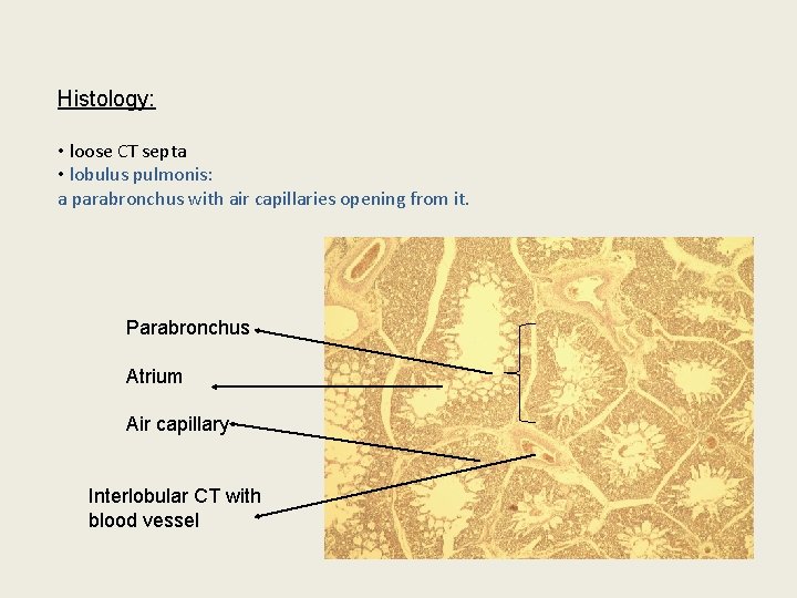 Histology: • loose CT septa • lobulus pulmonis: a parabronchus with air capillaries opening
